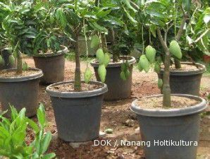 Parah, Singapura bajak produk hortikultura Indonesia