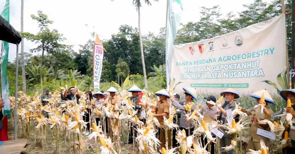 Mekar Asta Nusantara (MANU) Gelar Panen Perdana Jagung Agroforestri