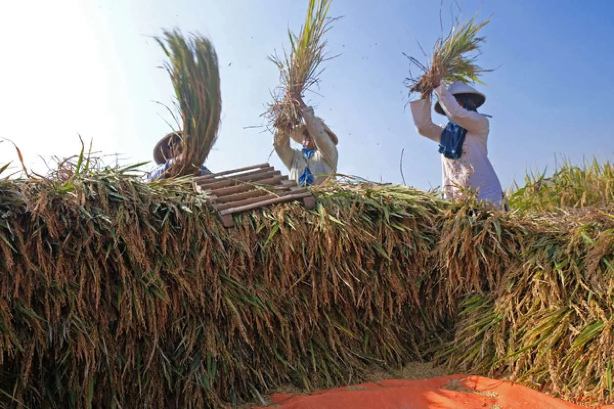 BPS Catat Nilai Tukar Petani April 2022 Turun 0,76%
