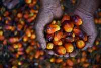 Indonesia to Review Palm Oil Export Levies, Policy May Not Change