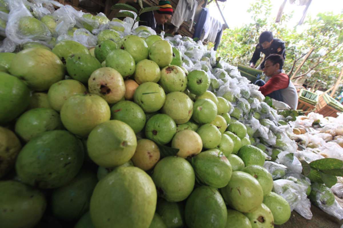 Panen raya jambu merah