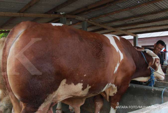 Presiden Jokowi sumbang sapi jawa seberat 1 ton untuk warga Surabaya 
