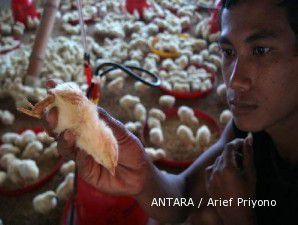 CPIN dan JPFA melaju seiring kenaikan harga anak ayam