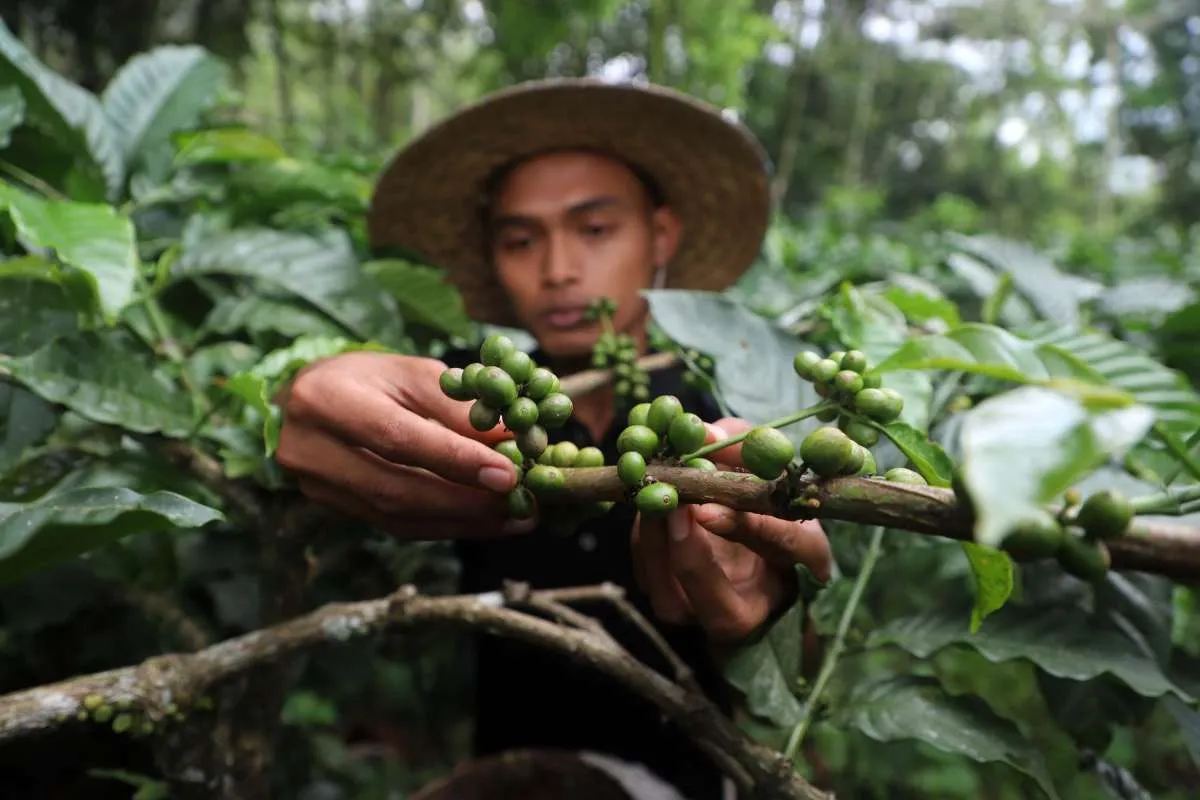 Asosiasi Eksportir Kopi Indonesia Proyeksi Produksi Kopi di 2024 Turun 