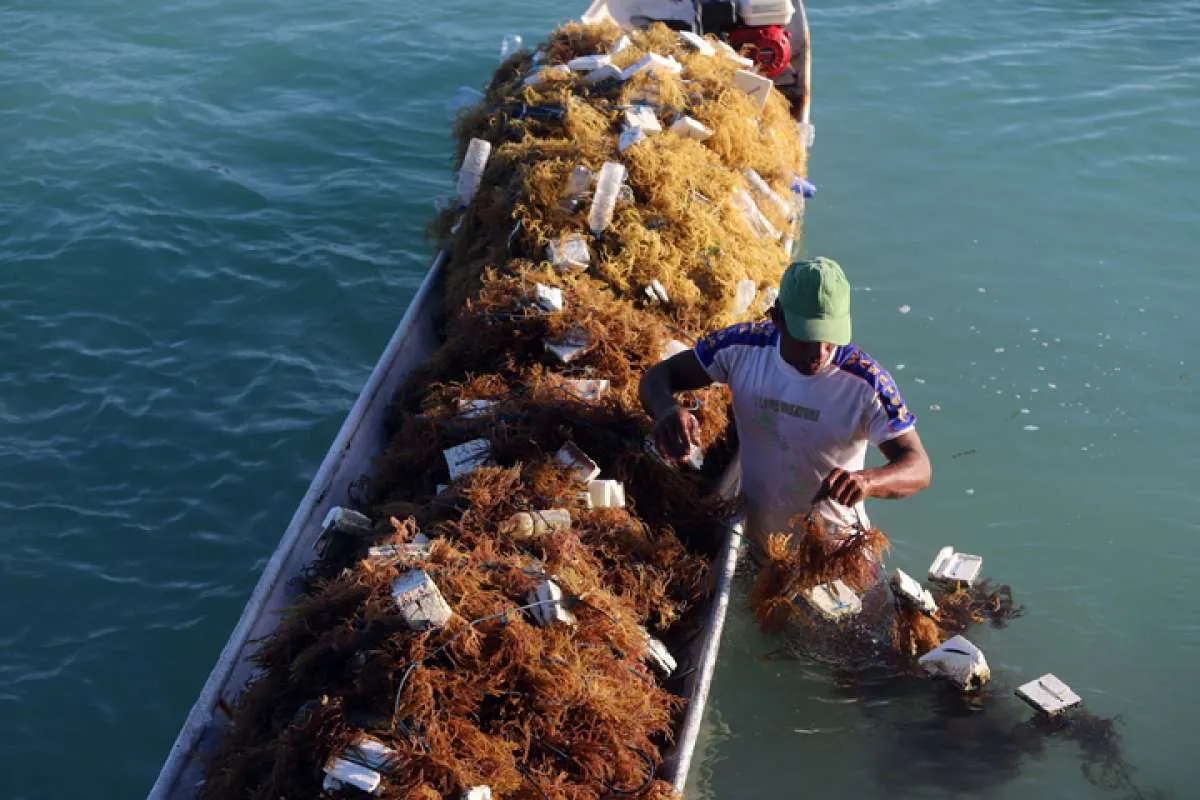 Kriling Berjangka gandeng Asia Sejahtera Mina untuk pengadaan resi gudang rumput laut