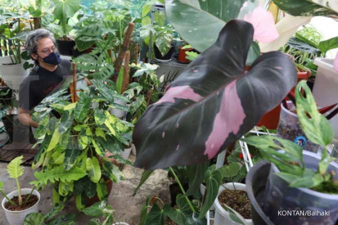 Daun Tanaman Menghitam? Ini Penyebab dan Solusi agar Kembali Segar 