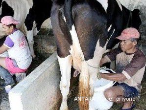 Harga susu segar merugikan peternak