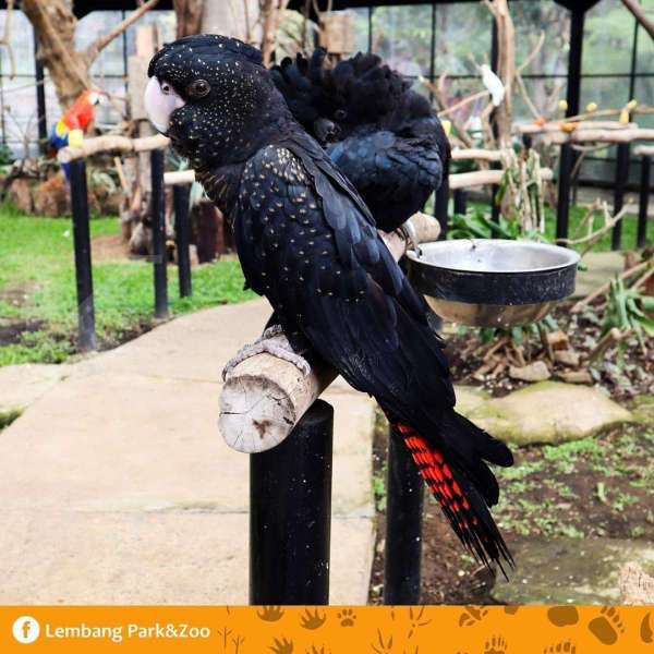 Lembang Park & Zoo, kebun binatang yang Instagramable 