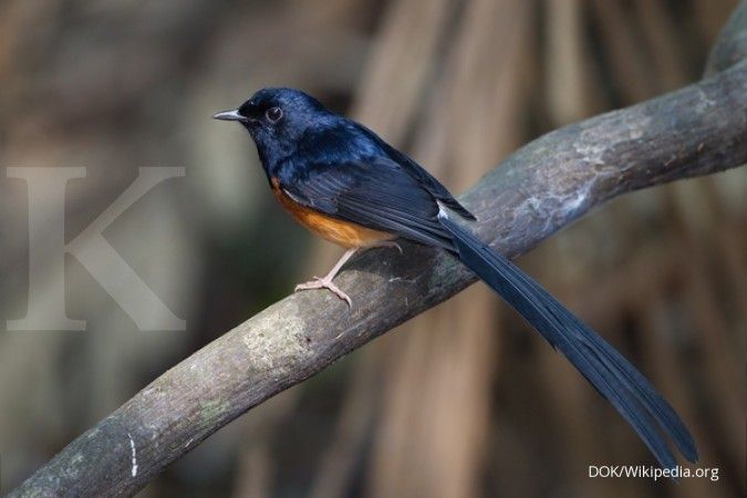 Merdunya laba dari budidaya burung murai batu (1)