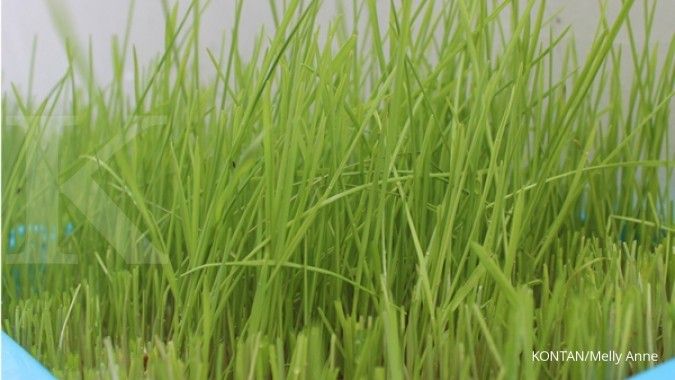 Mudah dan Praktis! Berikut Cara Menanam Rumput Gandum Indoor untuk Kucing