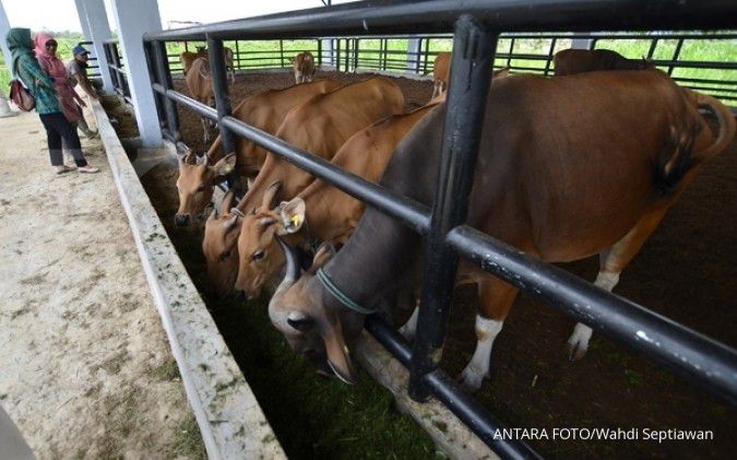Membiakkan dana di peternakan sapi Vestifarm