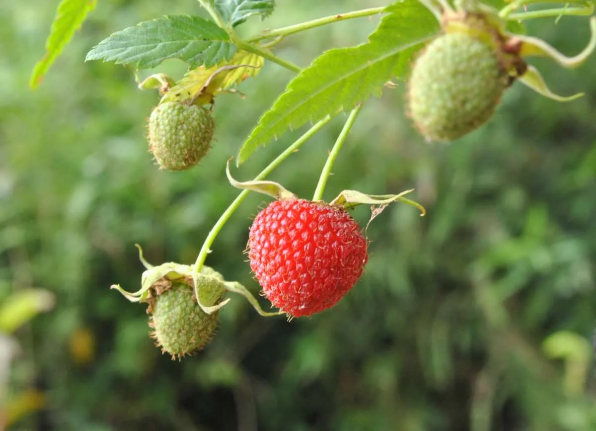 5 Manfaat Buah Raspberry Untuk Kesehatan Tubuh, Ayo Simak!