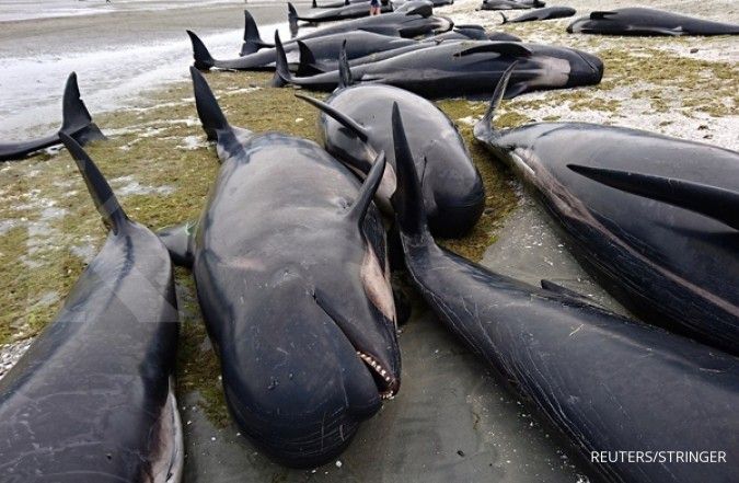 Puluhan ekor paus dan lumba-lumba mati setelah terdampar di Selandia Baru