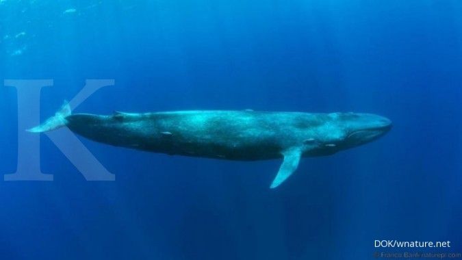 Jepang kembali melegalkan perburuan ikan paus untuk komersial