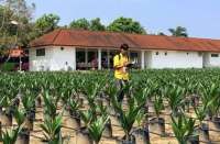 BPDP Perkuat Kolaborasi untuk Meningatkan Produktivitas Pekebun Sawit Swadaya