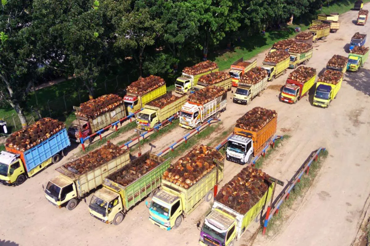 Kebijakan B35 Diharapkan Dongkrak Permintaan Minyak Kelapa Sawit di Indonesia