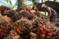 Indonesia Considers Regulating Crude Palm Oil Exports to Meet B50 Demand