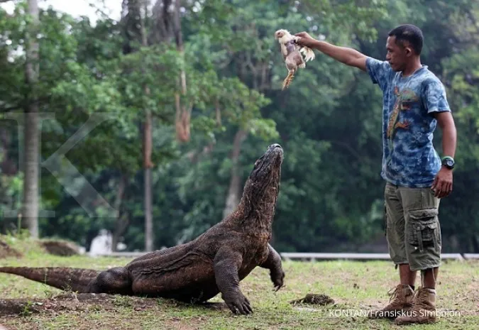 Indonesian zoo breeds Komodo dragons to save them from extinction
