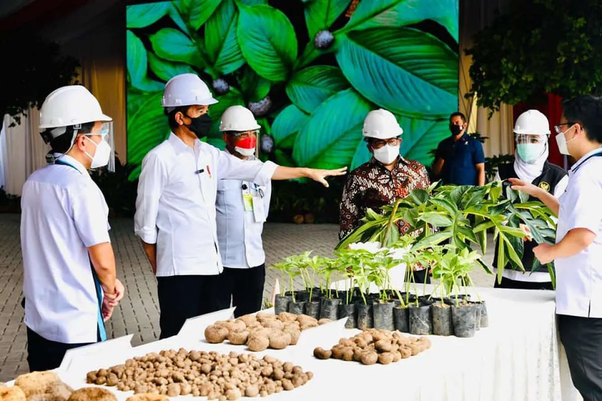 Tinjau pabrik porang, Jokowi minta pengusaha tak ekspor dalam bentuk mentah