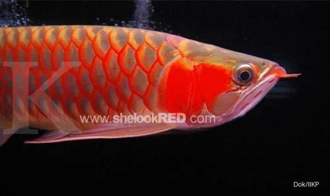 Dari yang Termurah Hingga Mahal, Ini Ikan Hias Akuarium yang Bisa Hidup Lama