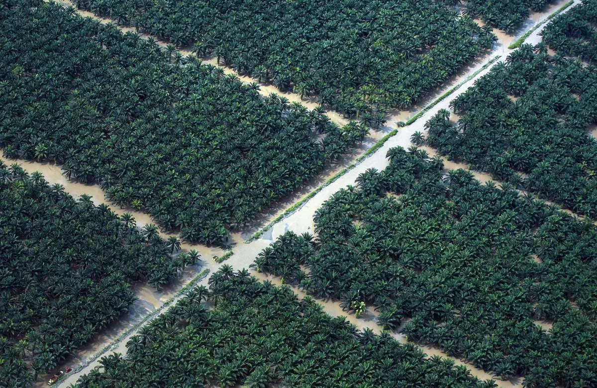 Dabeeo Perluas Teknologi AI untuk Perkebunan Sawit di Indonesia