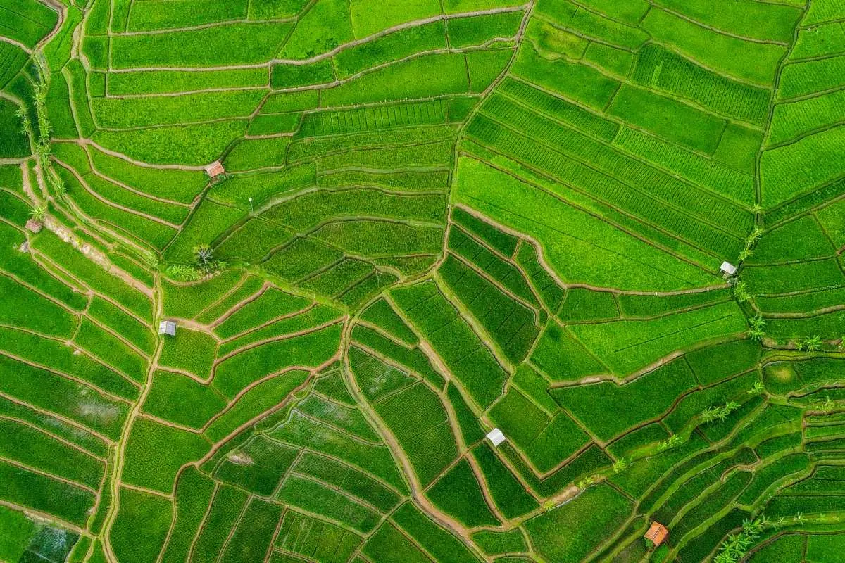 Gandeng Jerman, Petani di Daerah Ini Berhasil Mendongkrak Pendapatan Hingga 15%