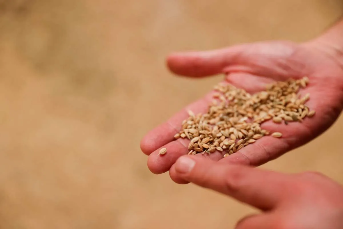 Spain's Paella Rice Could 'Disappear', Say Farmers Angry at EU Rules