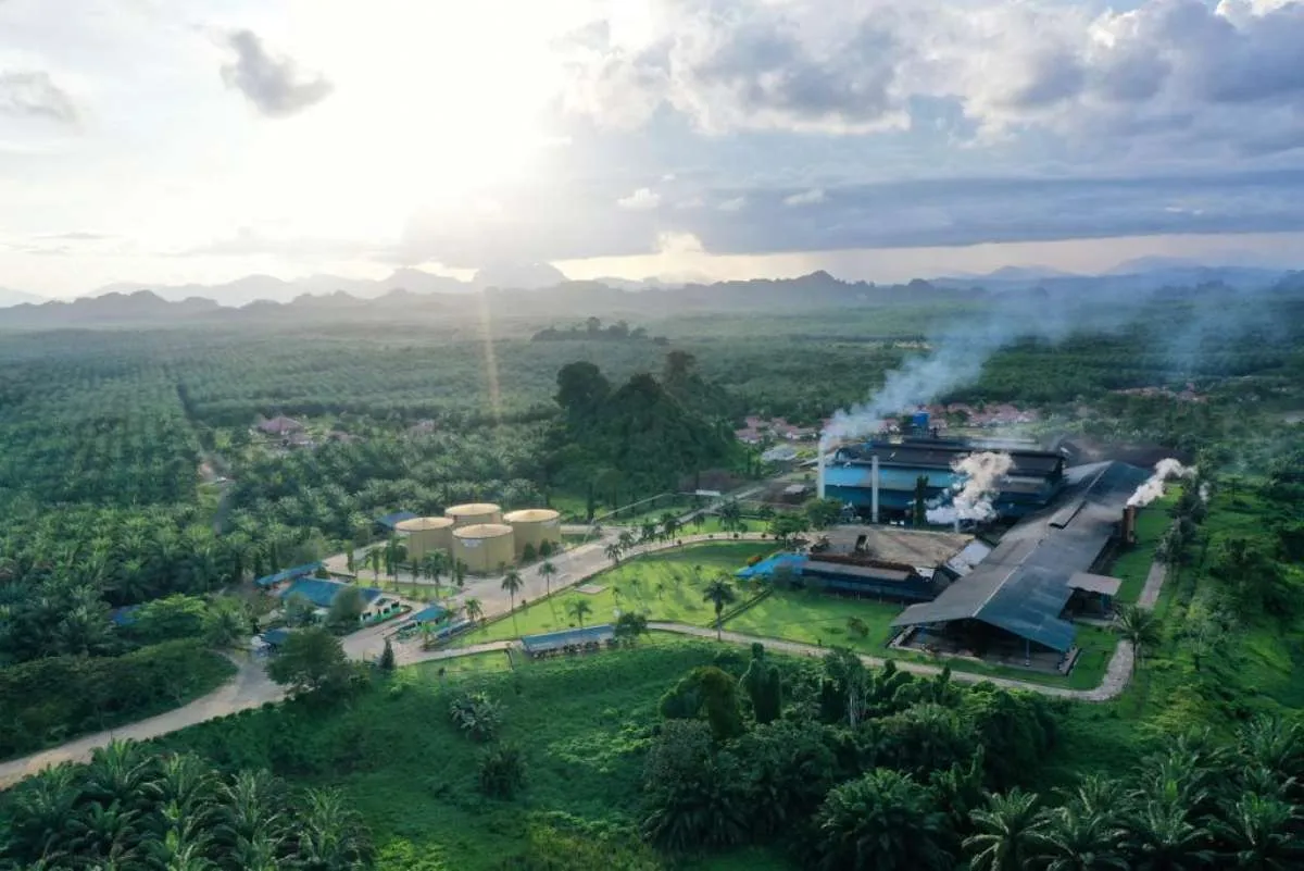 Eagle High Plantations (BWPT) Targetkan Penjualan dan Laba Naik Dua Digit pada 2025