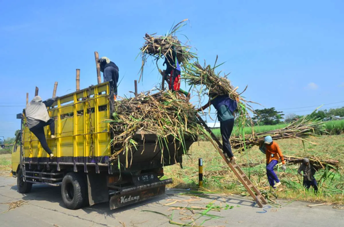 Badan Pangan Beberkan Alasan Impor Gula Jelang Musim Giling Tebu