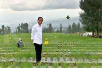 Jokowi Minta BUMN dan Swasta Libatkan BUMDesa