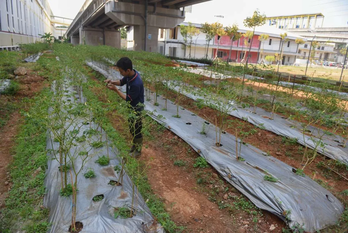 Tema Hari Pers Nasional 2025 Ketahanan Pangan! Anda Bisa Coba Tanam ini di Rumah