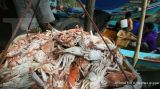 Ini alasan penangkapan kepiting & lobster dibatasi