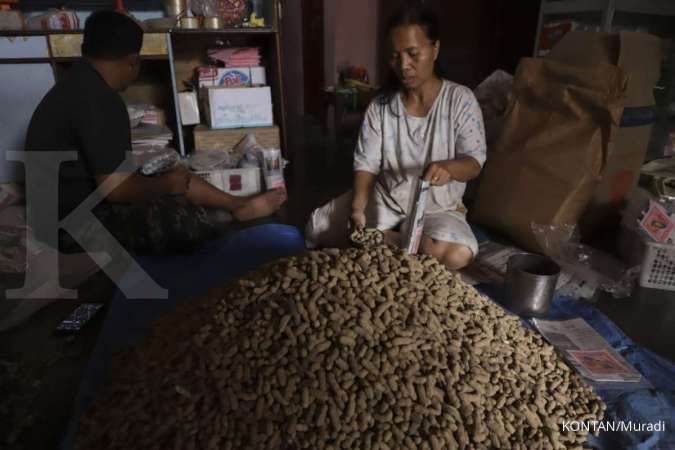 Mengupas bisnis kacang kacang rondam, usaha warisan turun temurun di Samosir (2)