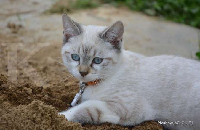 4 Penyebab bulu kucing rontok ini perlu Anda ketahui