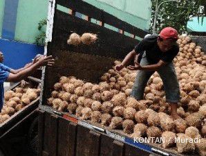 Produksi minyak goreng dari kelapa terganggu hujan