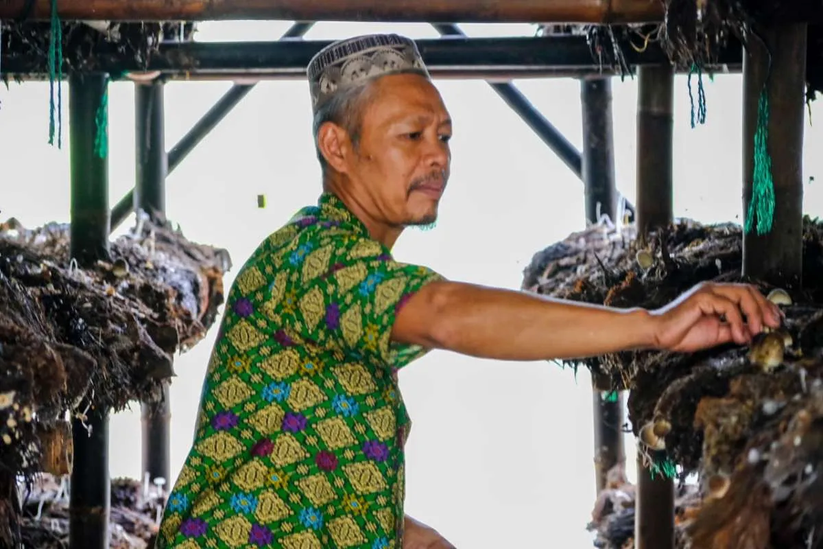 Jadi Sampingan, Budidaya Jamur Beromzet Belasan Juta 