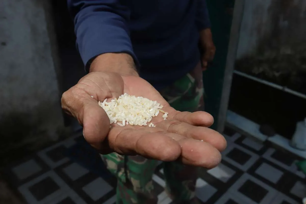 Harga Gabah di Atas Harga Eceran Tertinggi, Produksi Beras Terancam Mandek