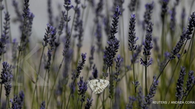Lavender: Peluang harum tanaman anti nyamuk (1)