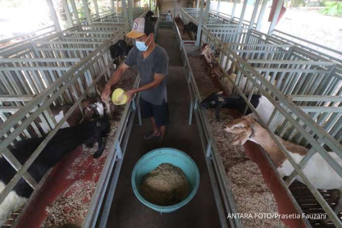 Emiten Poultry Kena Imbas Harga Broiler dan Omicron