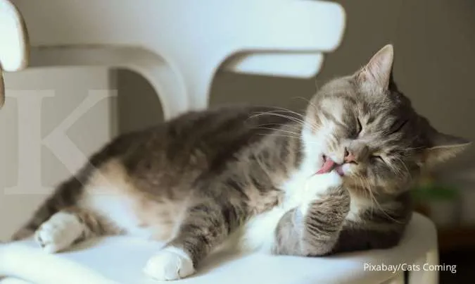 Mengapa Kucing Suka Menjilati Tubuhnya? Simak Alasannya di Sini!