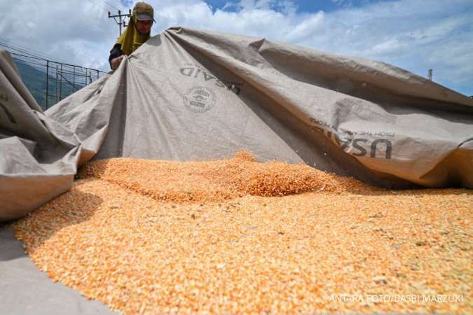 BPS Prediksi Luas Panen Jagung Kuartal I-2026 Tembus 860.000 Hektare