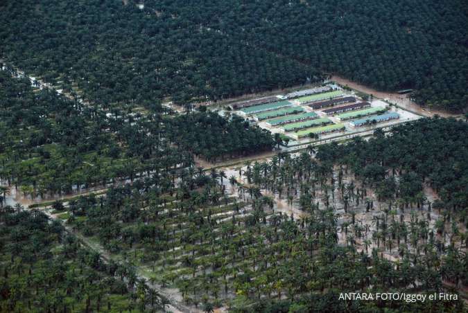 Indonesia May Seize Another 5 Million Hectares of Palm Oil Plantations in 2026