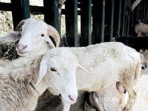 Jakarta butuh pasar ternak