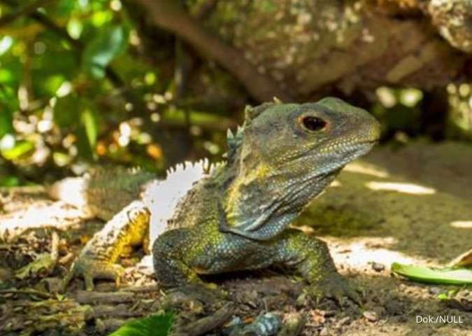 Tuatara