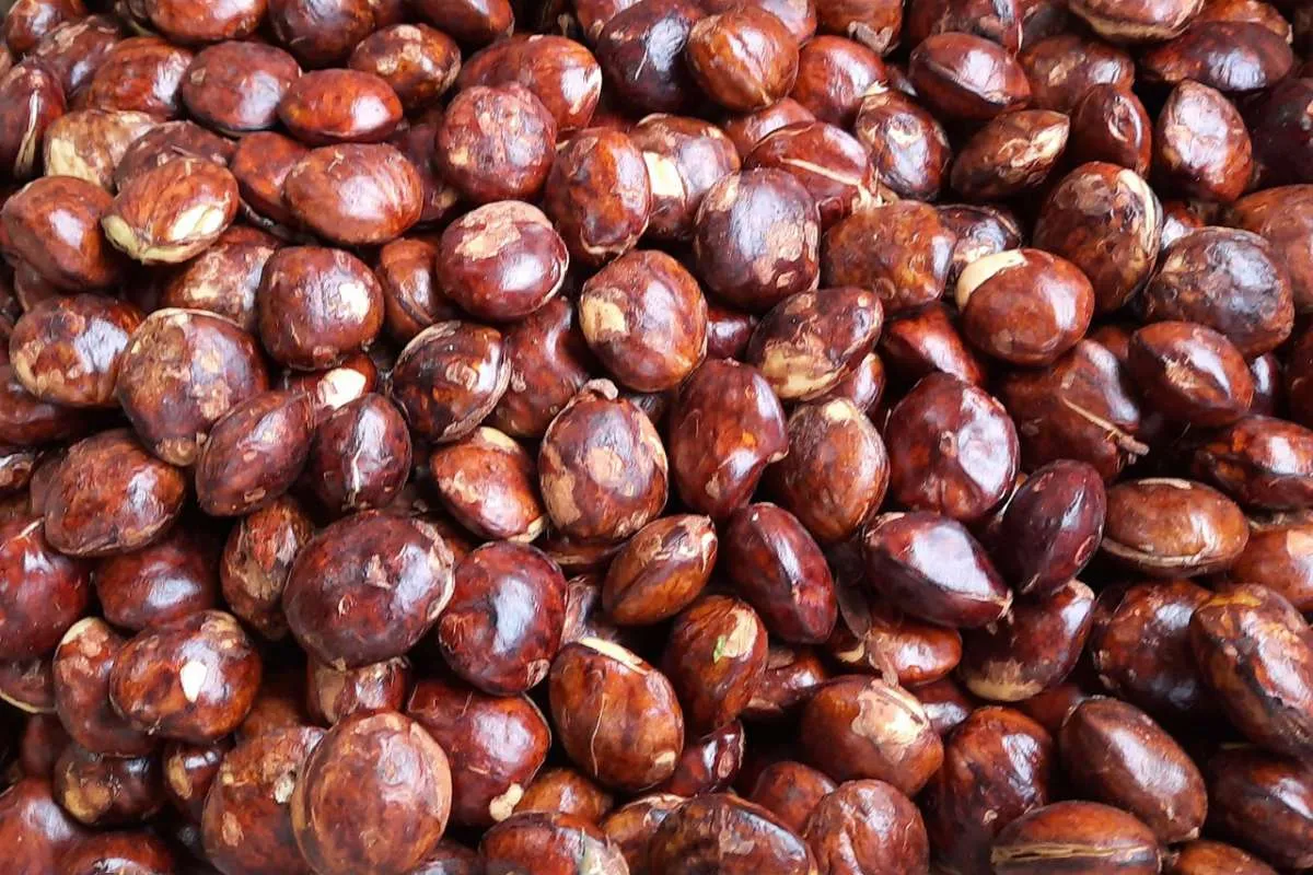 Kenali 5 Manfaat Jengkol Untuk Kesehatan Jika Diolah Dengan Benar