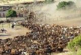 Parasit Pemakan Daging Muncul Lagi di Texas Setelah 60 Tahun, Peternak AS Waspada