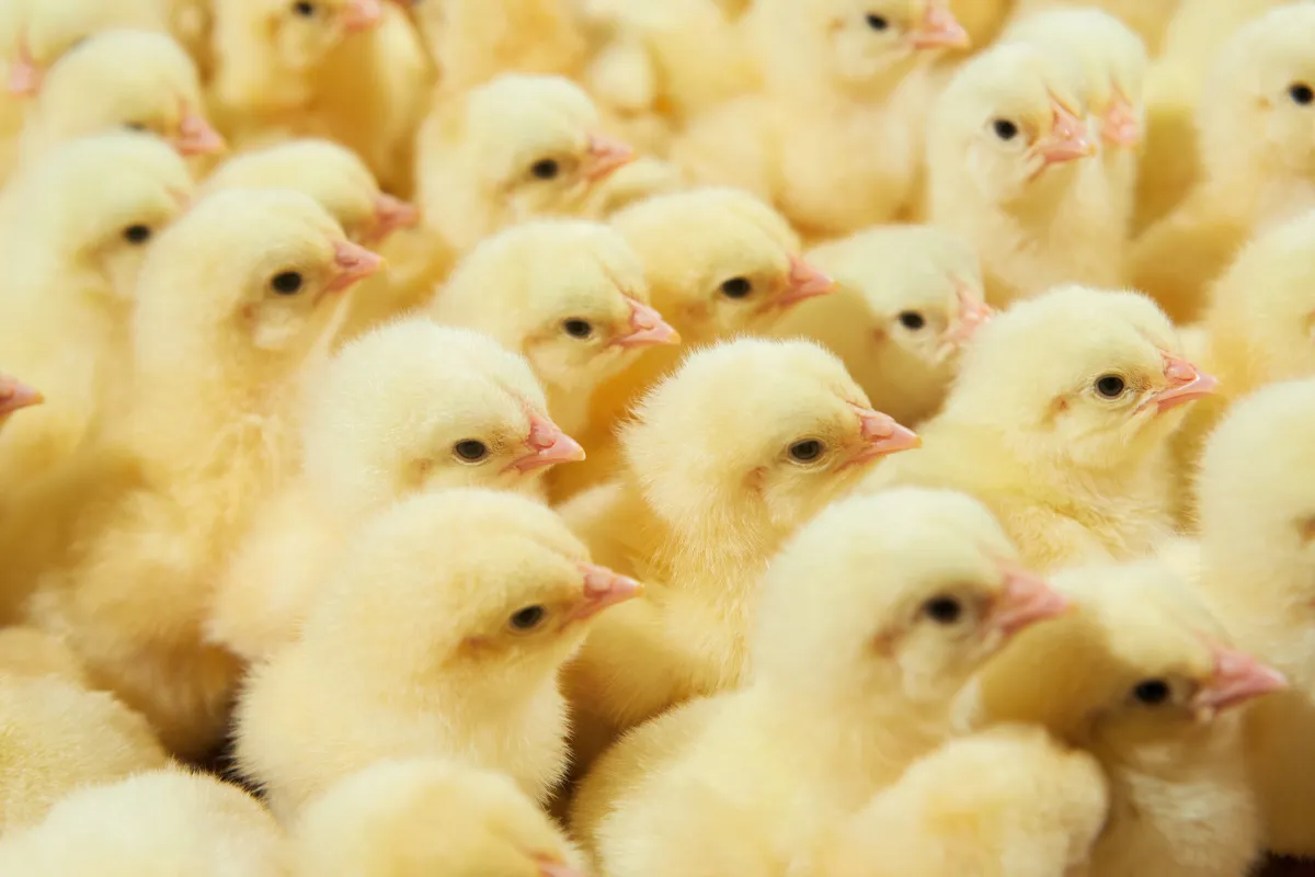 Widodo Makmur Perkasa (WMPP) Terapkan Traceability untuk Pastikan Keamanan Pangan