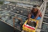 Harga kepiting bertelur naik enam kali lipat 