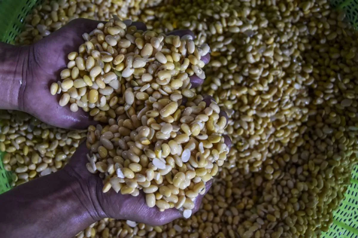 Harga Kedelai Global Bisa Naik Tiga Kali Lipat Akibat El Nino, Kementan Lakukan Ini