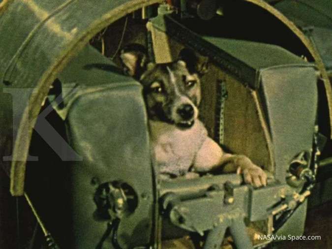 Hari ini dalam sejarah: Uni Soviet kirimkan anjing pertama ke luar angkasa